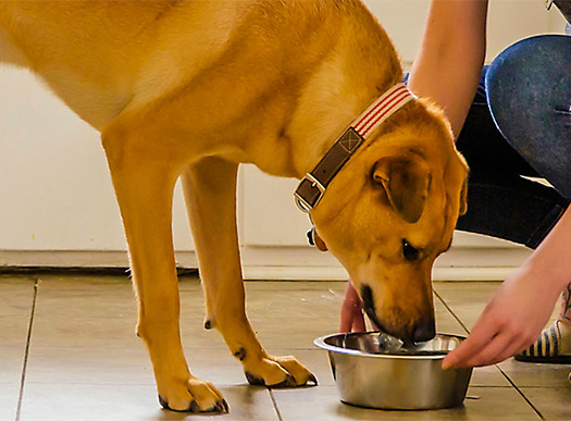pet food packaging 2