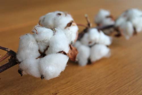 Natural Cotton